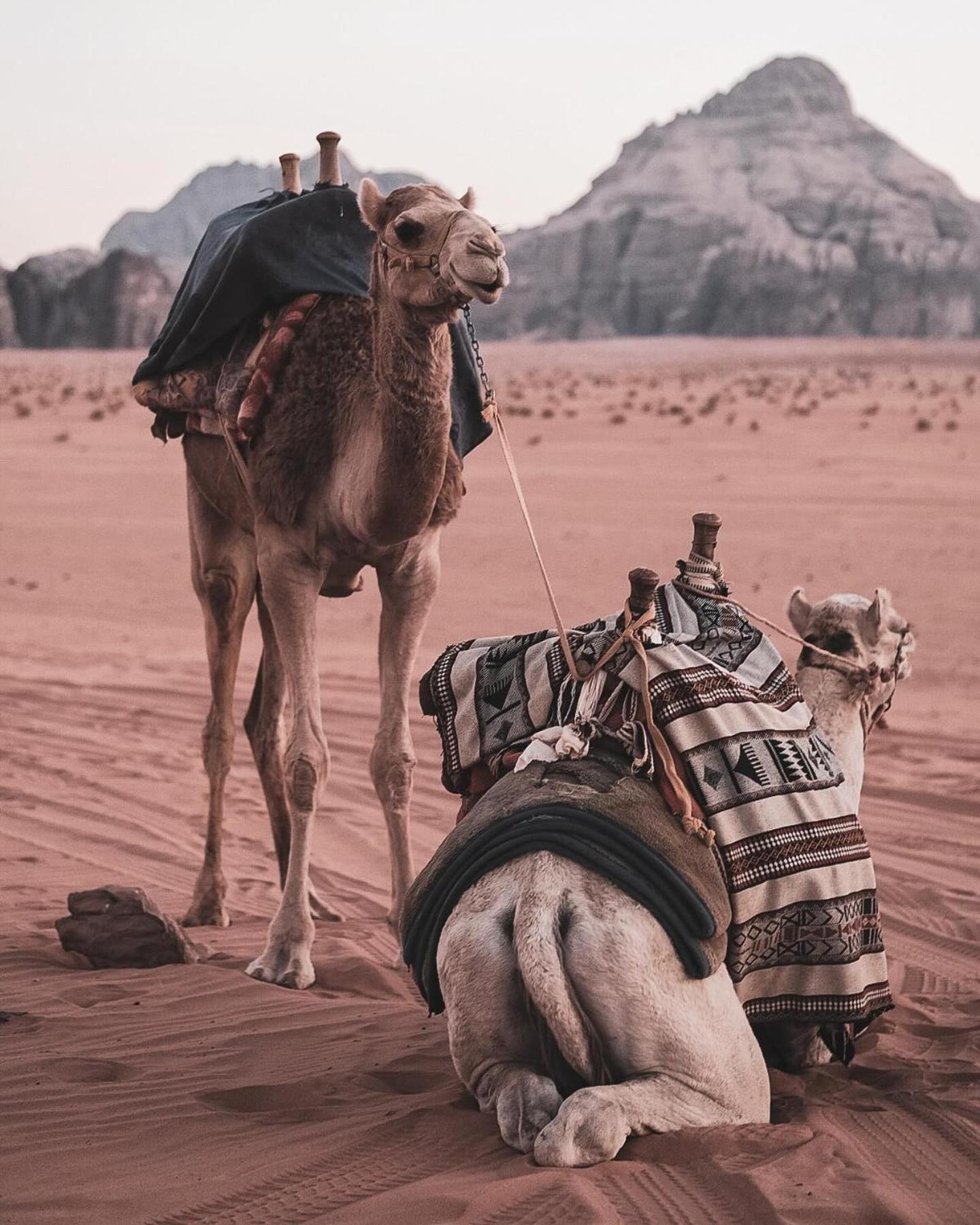 Flower Life Camp Wadi Rum Exterior photo